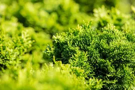 Chamaecyparis obtusa 'Nana Gracilis' (Schijn-cipres 'Nana Gracilis') - afbeelding 38