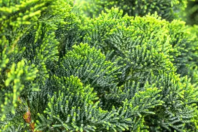Chamaecyparis obtusa 'Nana Gracilis' (Schijn-cipres 'Nana Gracilis') - afbeelding 39