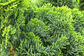 Chamaecyparis obtusa 'Nana Gracilis' (Schijn-cipres 'Nana Gracilis') - afbeelding 39