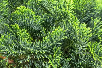 Chamaecyparis obtusa 'Nana Gracilis' (Schijn-cipres 'Nana Gracilis') - afbeelding 40
