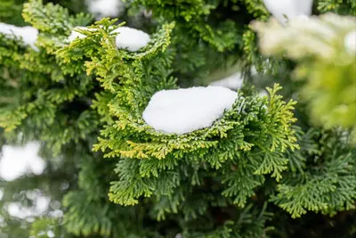 Chamaecyparis obtusa 'Nana Gracilis' (Schijn-cipres 'Nana Gracilis') - afbeelding 41