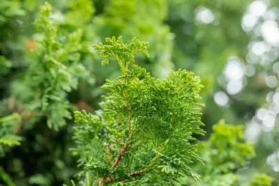 Chamaecyparis obtusa 'Nana Gracilis' (Schijn-cipres 'Nana Gracilis') - afbeelding 43