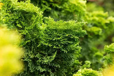 Chamaecyparis obtusa 'Nana Gracilis' (Schijn-cipres 'Nana Gracilis') - afbeelding 45