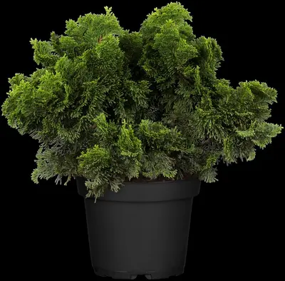 Chamaecyparis obtusa 'Nana Gracilis' (Schijn-cipres 'Nana Gracilis') - afbeelding 18