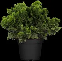 Chamaecyparis obtusa 'Nana Gracilis' (Schijn-cipres 'Nana Gracilis') - afbeelding 18