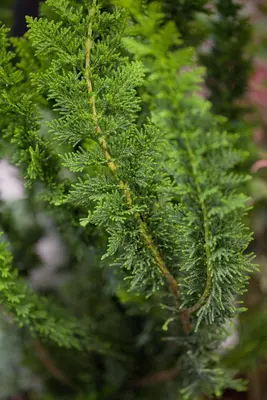 Chamaecyparis obtusa 'Teddy Bear' (Schijn-cipres 'Teddy Bear') - afbeelding 1