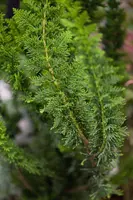 Chamaecyparis obtusa 'Teddy Bear' (Schijn-cipres 'Teddy Bear') - afbeelding 1