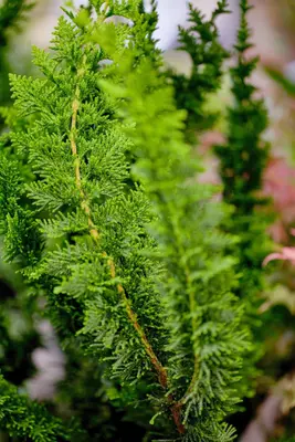 Chamaecyparis obtusa 'Teddy Bear' (Schijn-cipres 'Teddy Bear') - afbeelding 3