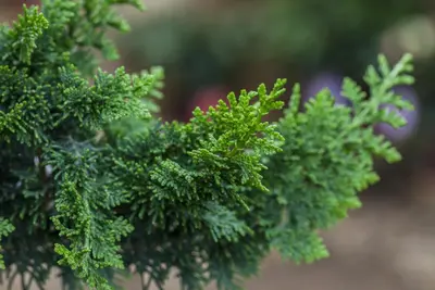 Chamaecyparis obtusa 'Teddy Bear' (Schijn-cipres 'Teddy Bear') - afbeelding 2