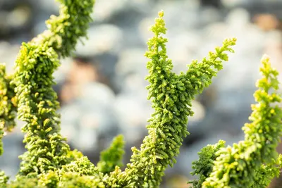 Chamaecyparis obtusa 'Teddy Bear' (Schijn-cipres 'Teddy Bear') - afbeelding 4
