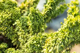 Chamaecyparis obtusa 'Teddy Bear' (Schijn-cipres 'Teddy Bear') - afbeelding 5