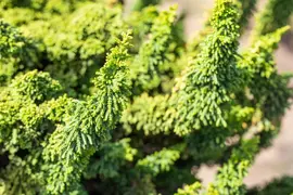 Chamaecyparis obtusa 'Teddy Bear' (Schijn-cipres 'Teddy Bear') - afbeelding 6