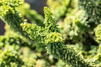 Chamaecyparis obtusa 'Teddy Bear' (Schijn-cipres 'Teddy Bear') - afbeelding 7
