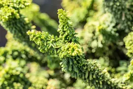 Chamaecyparis obtusa 'Teddy Bear' (Schijn-cipres 'Teddy Bear') - afbeelding 7