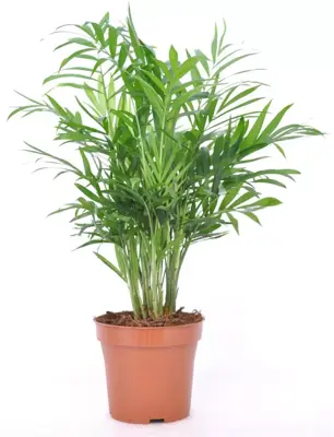 Chamaedorea elegans (Bergpalm, Dwergpalm) 40cm - afbeelding 2