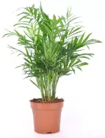 Chamaedorea elegans (Bergpalm, Dwergpalm) 40cm - afbeelding 2