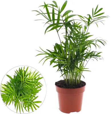 Chamaedorea elegans (Bergpalm, Dwergpalm) 40cm - afbeelding 1