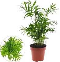 Chamaedorea elegans (Bergpalm, Dwergpalm) 40cm - afbeelding 1