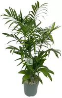 Chamaedorea seifrizii (Mexicaanse dwergpalm) 130 cm incl hydropot en watermeter kopen?