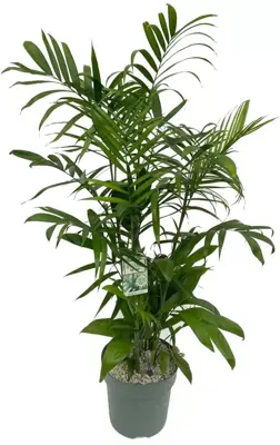 Chamaedorea seifrizii (Mexicaanse dwergpalm) 130cm - afbeelding 1