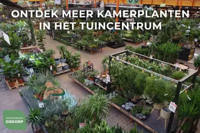 Chamaedorea seifrizii (Mexicaanse dwergpalm) 130cm - afbeelding 3