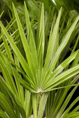 Chamaerops excelsa (Dwergwaaierpalm) - afbeelding 2