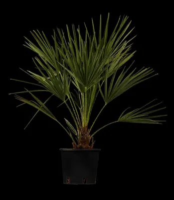 Chamaerops excelsa (Dwergwaaierpalm) - afbeelding 1