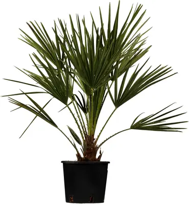 Chamaerops excelsa (Dwergwaaierpalm) - afbeelding 1