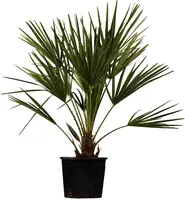 Chamaerops excelsa (Dwergwaaierpalm) kopen?