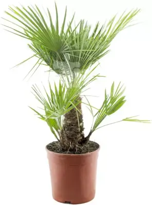 Chamaerops humilis - afbeelding 1