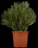Chamaerops humilis 'Compacta' (Europese dwergpalm 'Compacta') kopen?