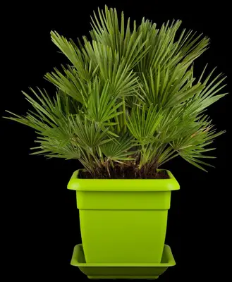 Chamaerops humilis 'Compacta' (Europese dwergpalm 'Compacta') - afbeelding 2