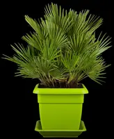 Chamaerops humilis 'Compacta' (Europese dwergpalm 'Compacta') - afbeelding 2