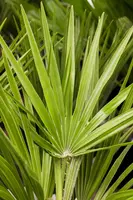 Chamaerops humilis (Dwergwaaierpalm) - afbeelding 3