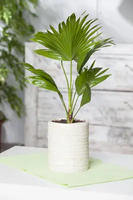 Chamaerops humilis (Dwergwaaierpalm) - afbeelding 7