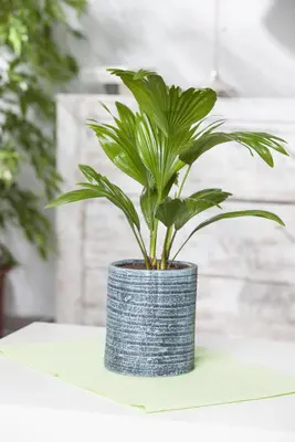Chamaerops humilis (Dwergwaaierpalm) - afbeelding 8