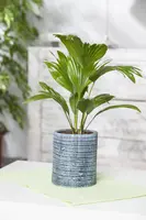 Chamaerops humilis (Dwergwaaierpalm) - afbeelding 8