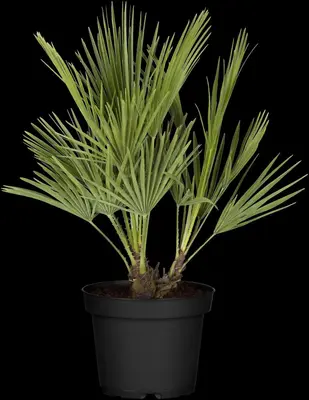Chamaerops humilis (Dwergwaaierpalm) - afbeelding 13