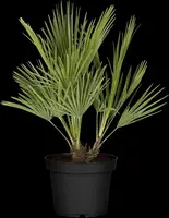 Chamaerops humilis (Dwergwaaierpalm) - afbeelding 13