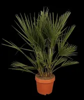 Chamaerops humilis (Dwergwaaierpalm) - afbeelding 1
