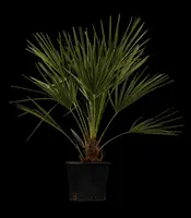 Chamaerops humilis (Dwergwaaierpalm) - afbeelding 2