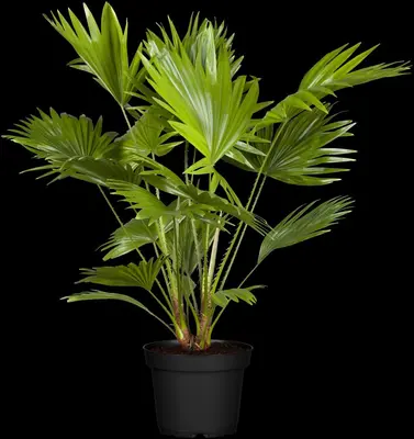 Chamaerops humilis (Dwergwaaierpalm) - afbeelding 6
