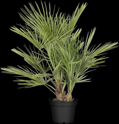 Chamaerops humilis (Dwergwaaierpalm) - afbeelding 10