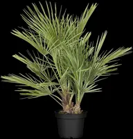 Chamaerops humilis (Dwergwaaierpalm) - afbeelding 10