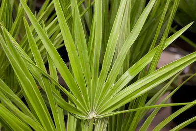 Chamaerops humilis (Dwergwaaierpalm) - afbeelding 4