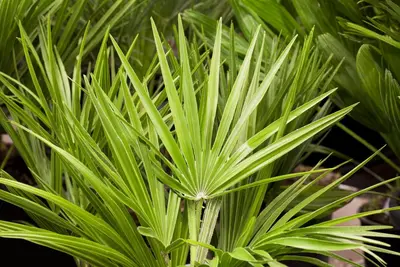 Chamaerops humilis (Dwergwaaierpalm) - afbeelding 5