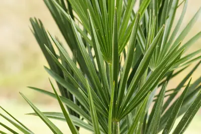Chamaerops humilis (Dwergwaaierpalm) - afbeelding 11