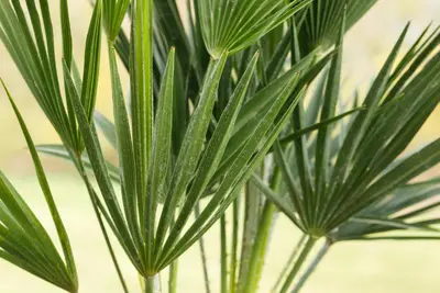 Chamaerops humilis (Dwergwaaierpalm) - afbeelding 12