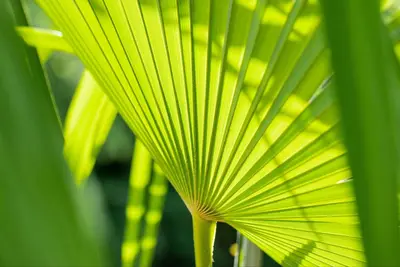 Chamaerops humilis (Dwergwaaierpalm) - afbeelding 14