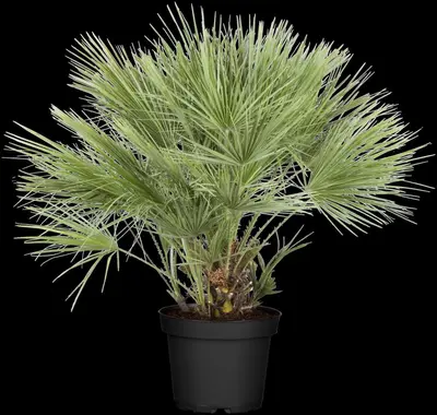 Chamaerops humilis (Dwergwaaierpalm) - afbeelding 9